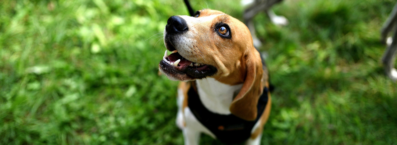 A Guide To Your Pet’s Oral Health