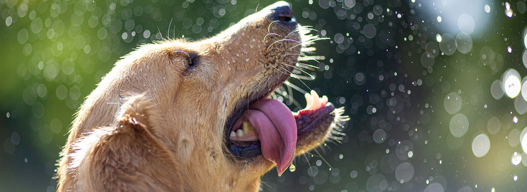 Make Oral Care Fun For Your Pet