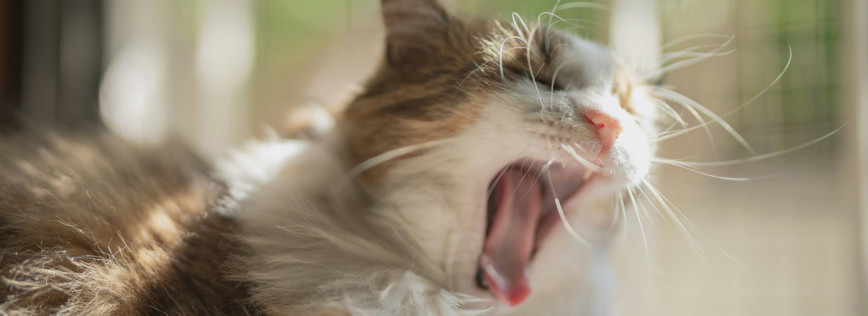 Pet Bad Breath Explained