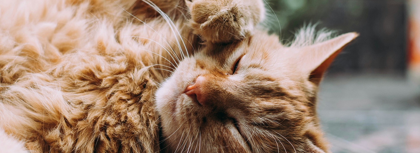 Treats and Your Pets Dental Health