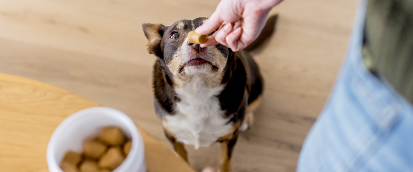 Handing Pill Pocket to Kelpie 
