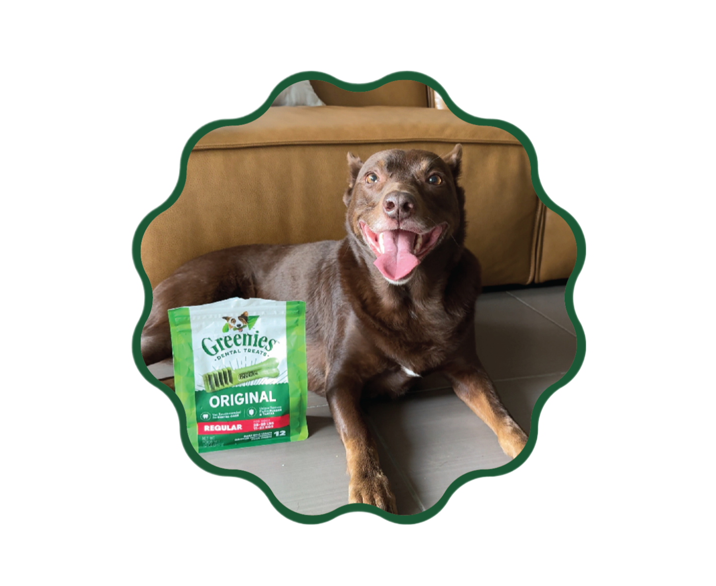 compressed dog image